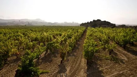 Bodegas Montebuena