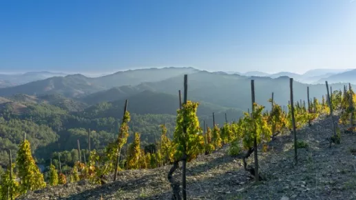 Bodegas Viña Vilano