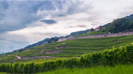 Weingut Eichholz