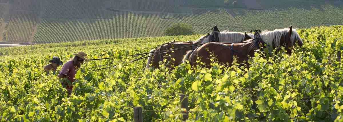 Domaine de la Vougeraie