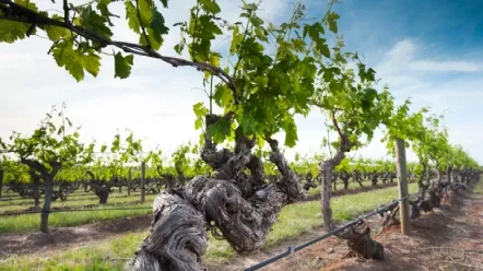 Bodegas Viña Santa Maria