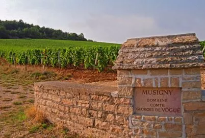 Domaine Comte Georges de Vogué